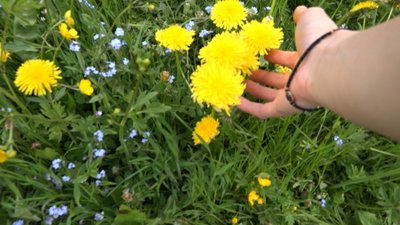 Blumenwiese