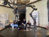 Fotomontage mit Kindern und Ausschnitt im Museum mit Dinosaurier